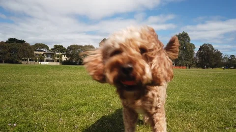 Cute dog running to camera 库存影片 116511030