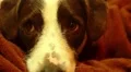 Cute Dog with Sad Eyes. Close up. HD Footage