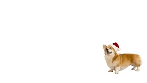 Cute dog in santa claus hat stands on white background Stock Footage 83000000