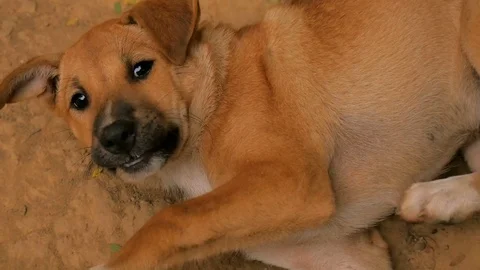 Cute Dog Scratching His Ear Stock Footage