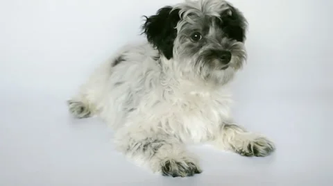 Cute dog SD Stock Footage 5186595