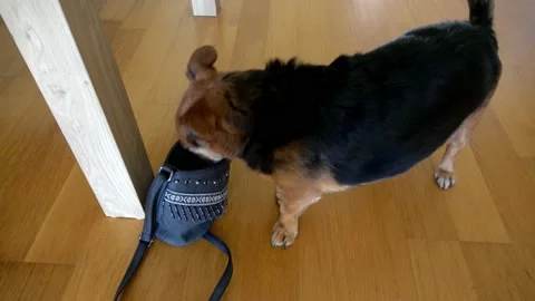 Cute Dog Searching Handbag For Tidbits Stock Footage 133714059