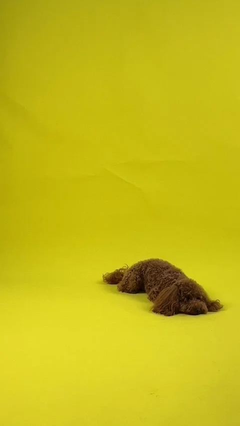 A Cute Dog set against a Bright Yellow Background for a cheerful and vibrant vib Stock Footage 301401717