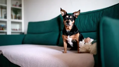 Cute dog shaking his head on the sofa at home Stock Footage 301627114