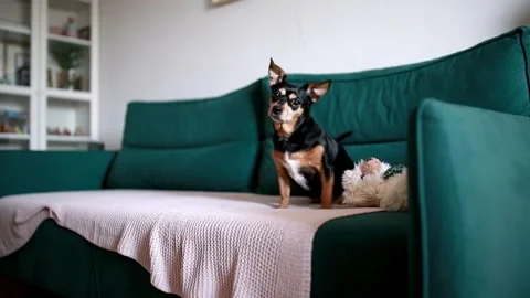 Cute dog shaking his head on the sofa at home Stock Footage 301627115