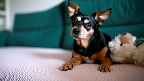 Cute dog shaking his head on the sofa at home Stock Footage 301627125