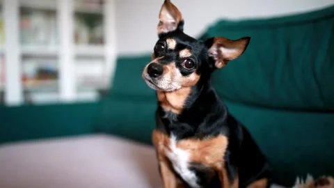 Cute dog shaking his head on the sofa at home Stock Footage 301627126