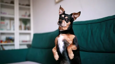 Cute dog shaking his head on the sofa at home Stock Footage 301627129