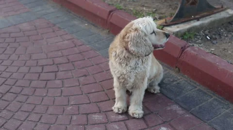 Cute dog sit in park, Cocker Spaniel. Closeup Vidéo 61722676