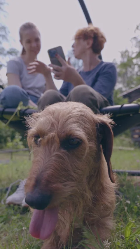A cute dog sits attentively while its owners relax in the background Stock Footage 318963884
