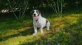 Cute Dog Sitting and Enjoying the Sun in Green Grass HD Footage