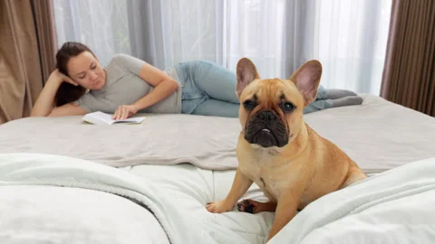 Cute dog sitting on bed looking at camera while woman reading on background Stock Footage 313650713