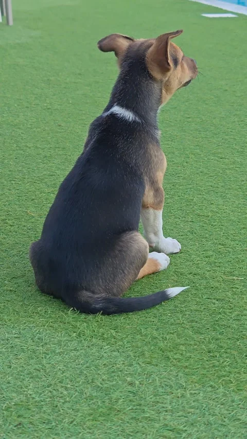 A cute dog is sitting Stock-Footage 343885555
