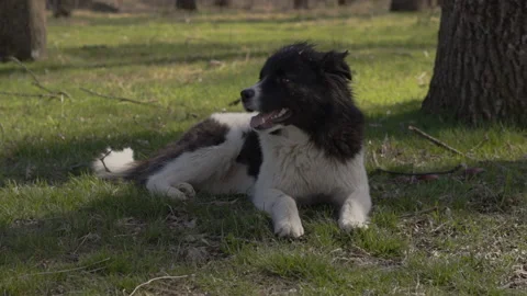 Cute dog sitting in the forest in slow motion Stock Footage 235857861