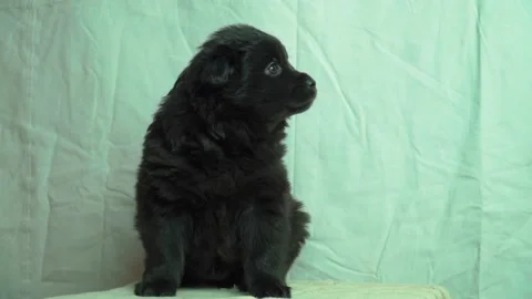 Cute dog sitting in front of the camera Stock Footage 228675185