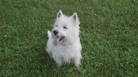 Cute Dog Sitting in Grass Stock Footage 51014077