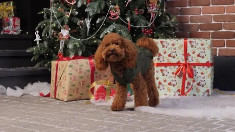 Cute dog sitting happily under christmas tree surrounded by colorful gifts Stock Footage 294048399