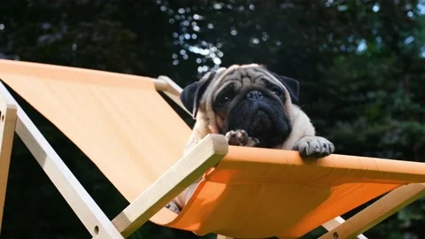 Cute dog sitting in a orange deck chair Stock Footage 232848354