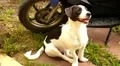 Cute Dog Sitting Outdoors near Bike. HD Footage