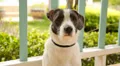 A Cute Dog Sitting Outside. Portrait of a Cute Puppy. Close up. HD Footage