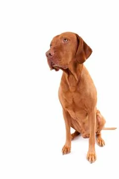 Cute dog sitting Stock Photos