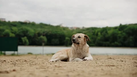 Cute dog sitting on the sand Stock Footage 131334959