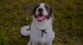 Cute Dog Sitting at the Sunny Green Lawn HD Footage