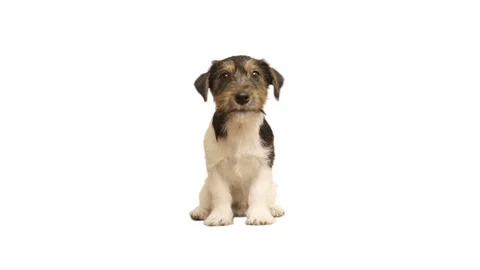 Cute dog sitting on white background Stock Footage 180974079