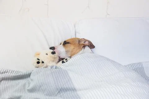 Cute dog sleeping in bed with a fluffy toy bear.  Stock Photos