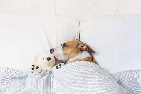 Cute dog sleeping in bed with a fluffy toy bear. Stock Photos