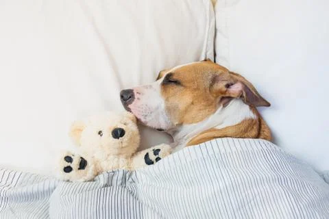 Cute dog sleeping in bed with a fluffy toy bear. Stock Photos