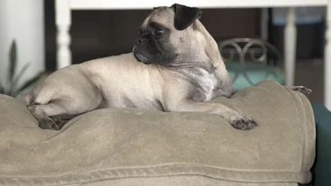 Cute Dog Sleeping on Couch Pug Slow Motion Stock Footage 228891160