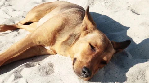 Cute dog sleeping lying on sand on sea beach. Funny dog on summer shore on ocean Stock Footage 144548684