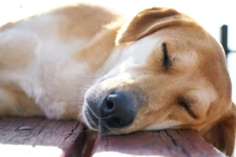 Cute Dog Sleeping Stock Photos