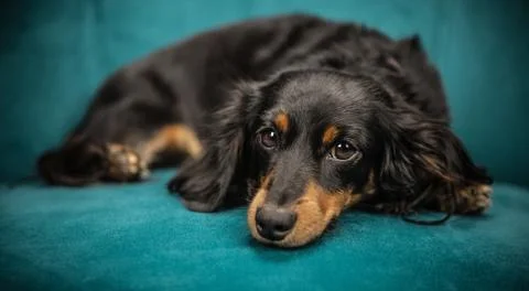 Cute dog sleeping on the sofa Stock Photos