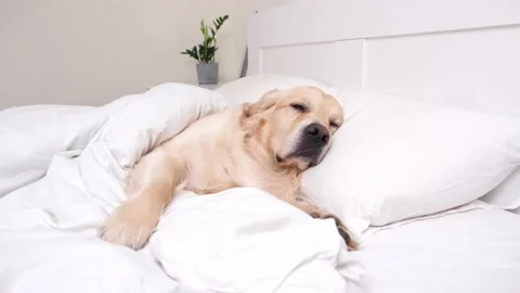 Cute dog sleeping under white blanket. Stock Footage 187797308