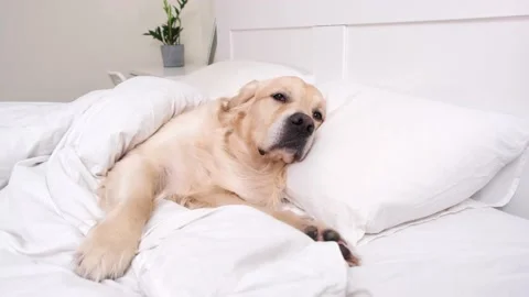 Cute dog sleeping under a white blanket. Stock Footage 187797329