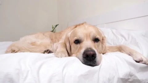 Cute dog sleeping under a white blanket. Vidéo 187797351