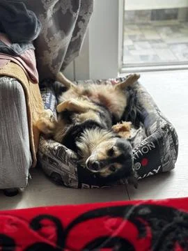 Cute Dog Sleeping Upside Down in Pet Bed Stock Photos
