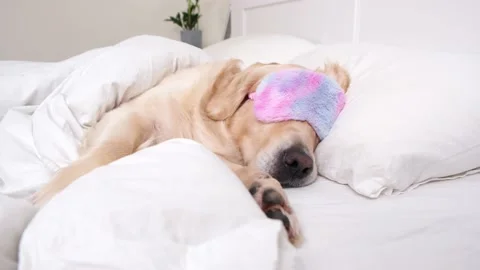 The cute dog sleeps under a white blanket with sun blindfold over his eyes. Stock Footage 187797319