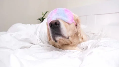 The cute dog sleeps under a white blanket with a sun blindfold over his eyes Stock Footage 187797327
