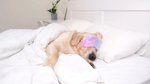 The cute dog sleeps under a white blanket with a sun blindfold over his eyes Stockbeeldmateriaal 187797330