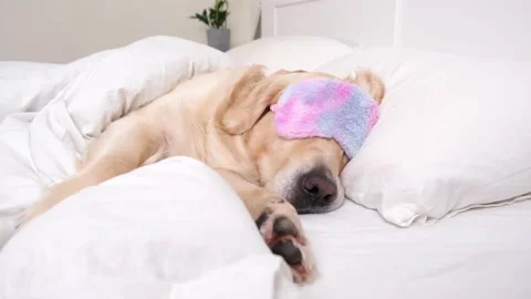 The cute dog sleeps under  white blanket with a sun blindfold over his eyes. Stock Footage 187797348