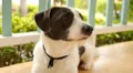 Cute Dog with Smart Eyes Is Sad. Sitting Outdoors and Waiting. Slow Motion. HD Footage