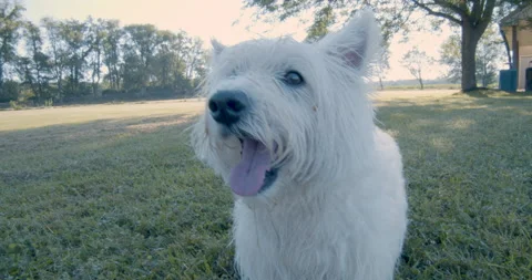 Cute dog smiles at camera while playing at park Stock-Footage 134515269