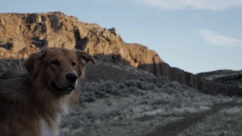 Cute Dog Smiles While Looking Over Epic Landscape Stock Footage 87719973