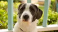 A Cute Dog Sniffing Something Outdoors. Sweet Puppy Close up. HD Footage