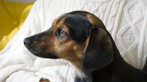 Cute dog sniffs something in front of it while lying on female knees. Stock Footage 116329329