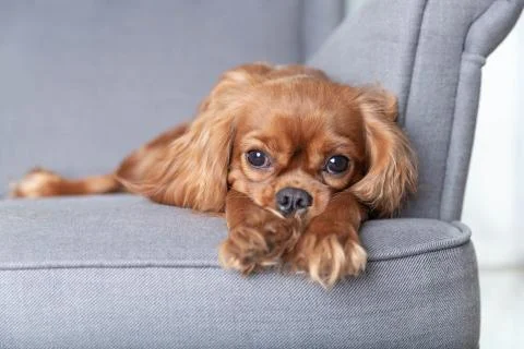 Cute dog on the sofa Stock Photos