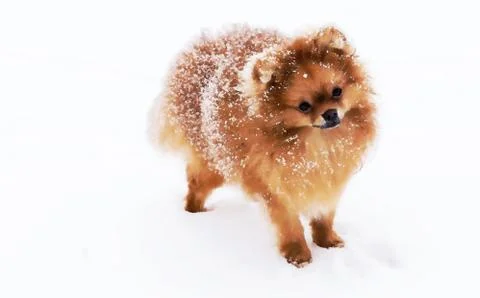 Cute dog of the Spitz breed. Reference picture. Stock Photos